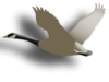 Captcha image 9243